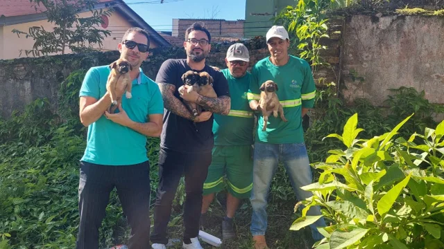 Resgate: ações diárias retiram das ruas animais abandonados