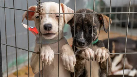 Imagem da galeria da noticia