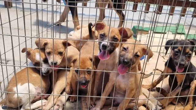 Prefeitura promove Feira de Adoção de Animais com temática natalina e reforça combate ao abandono