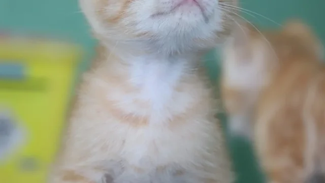 Meio Ambiente conta com atendimento veterinário gratuito