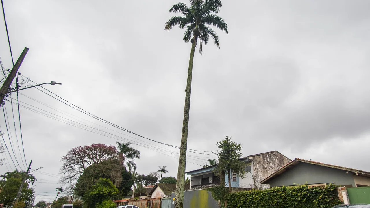 Prefeitura de Paranaguá realiza corte emergencial de palmeira imperial na Rua Alípio dos Santos