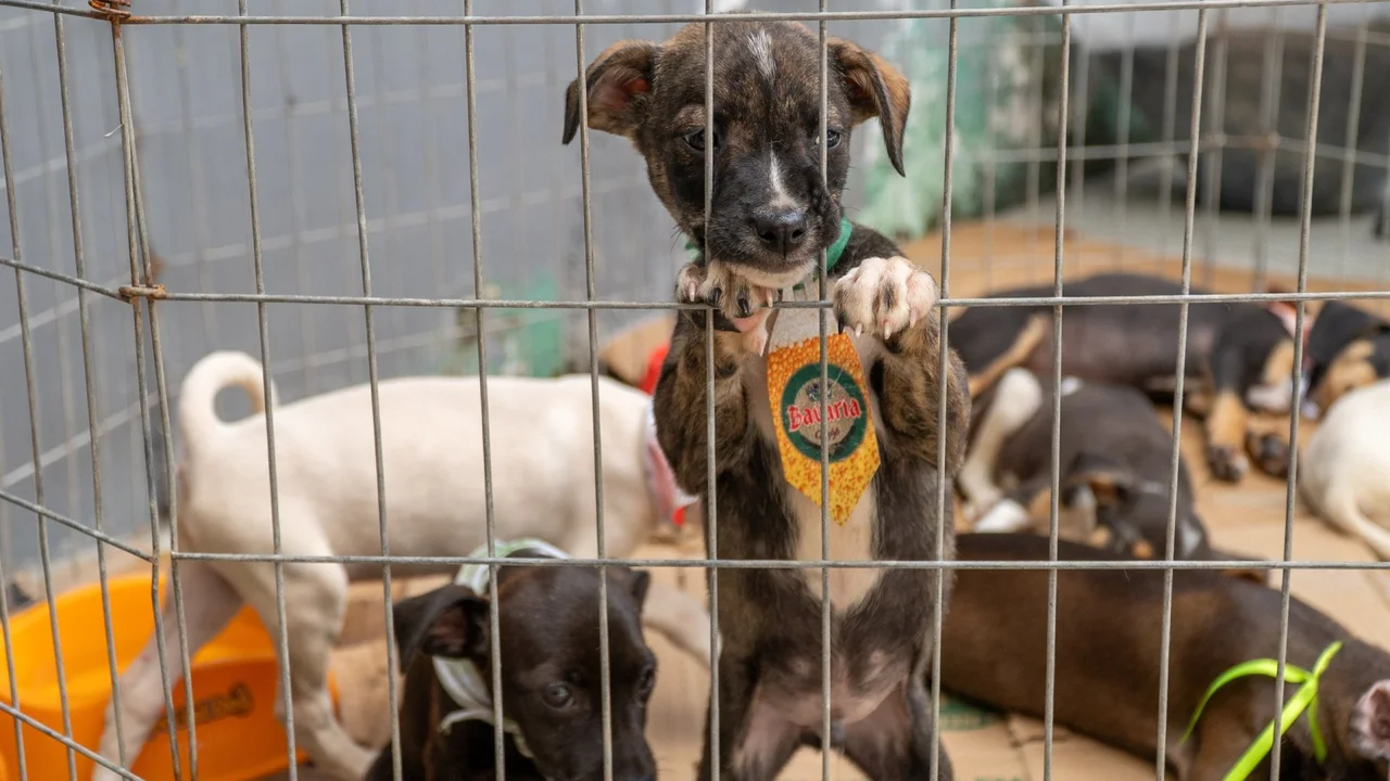 Prefeitura de Paranaguá promove Feira de Adoção com 297 animais aptos a ganhar um novo lar