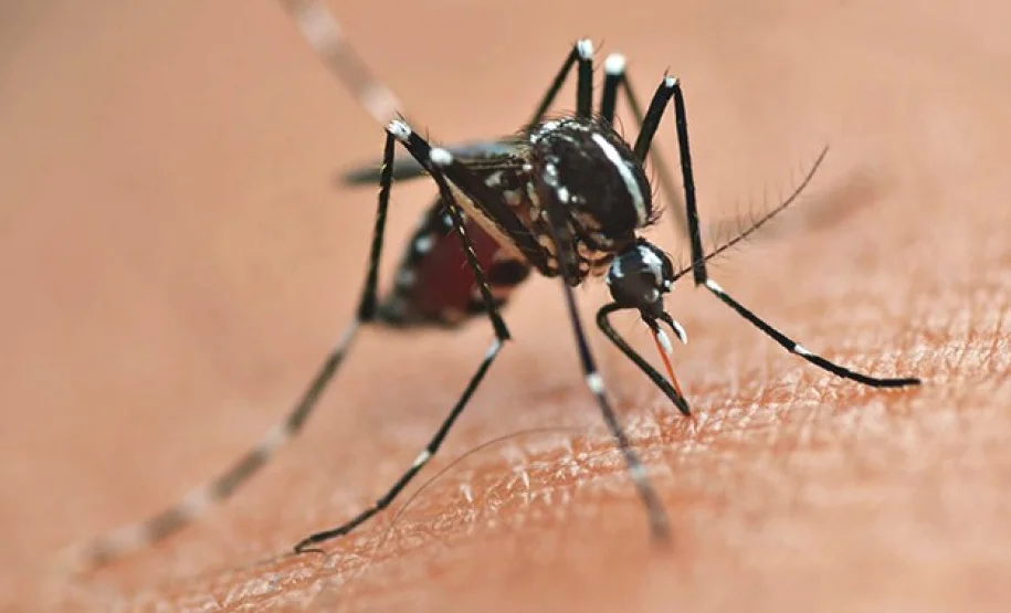 Após sete meses do início de ano epidemiológico é registrado o primeiro óbito por dengue