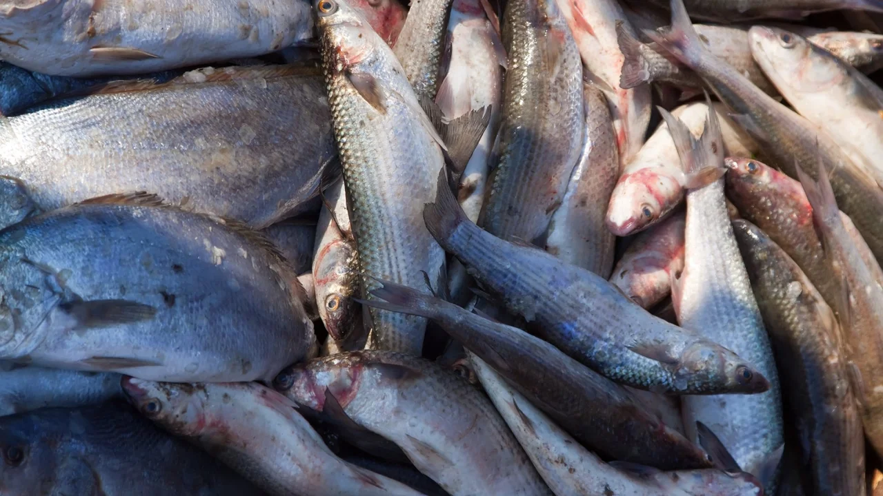 A 28ª edição da Feira de Peixes de Cultivo começa nesta quinta (17)