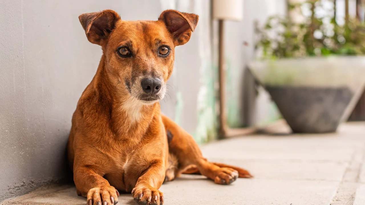 Cãozinho Uber espera por um novo lar na Feira de Adoção deste sábado (28)