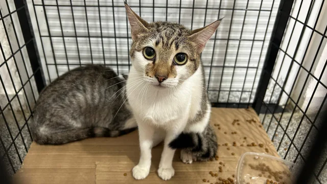 Prefeitura realiza Feira de Adoção e Mutirão de Vacinação no Aeroparque