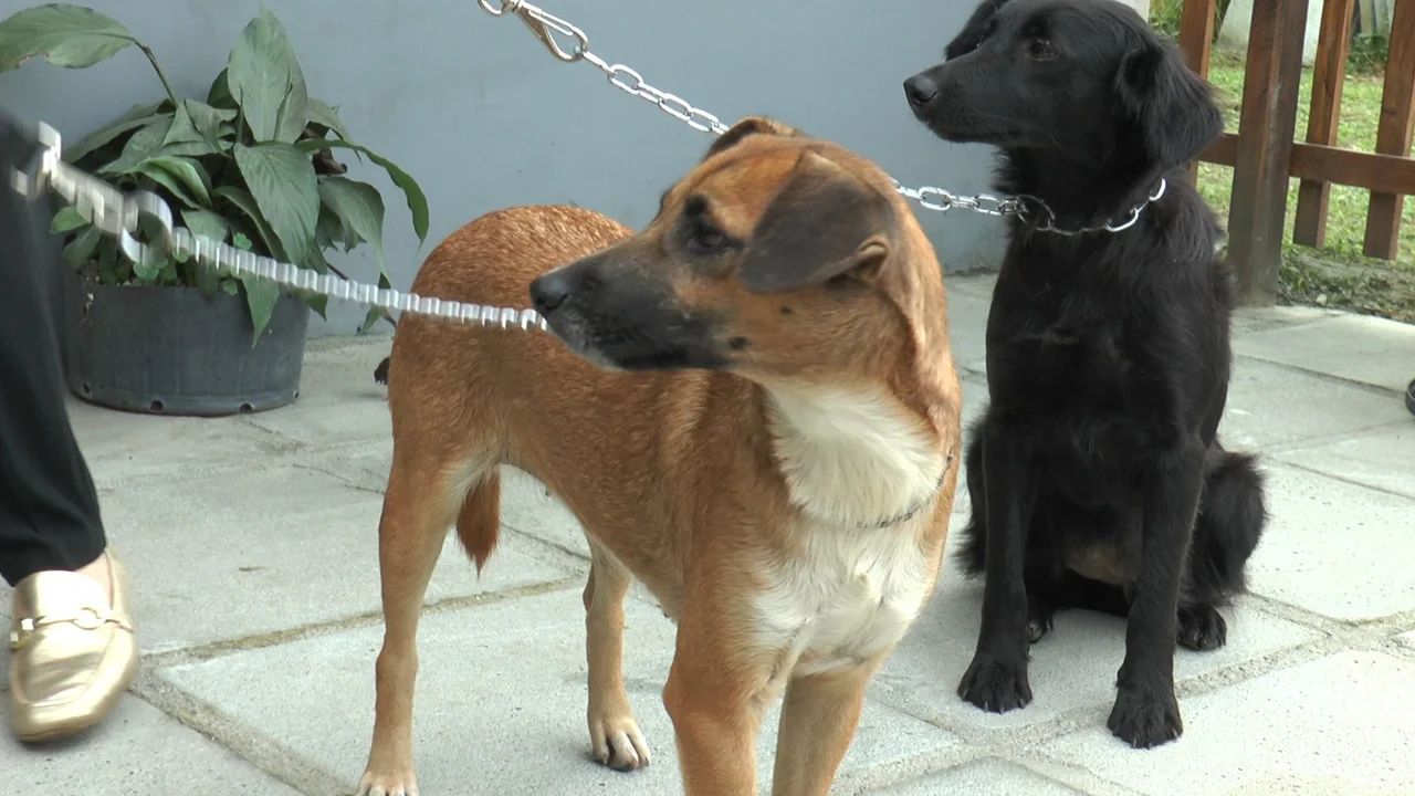 Mais de 500 animais foram castrados pela Secretaria de Meio Ambiente