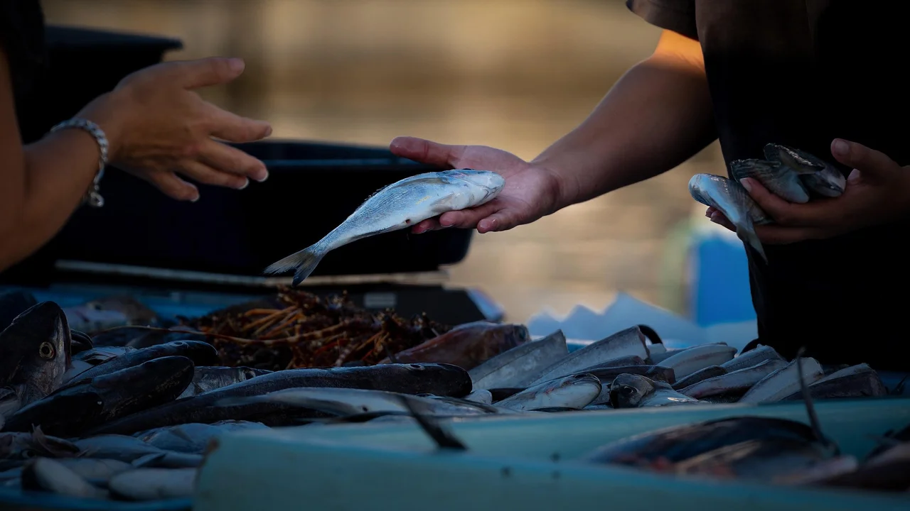 Feira do Peixe de Cultivo acontecerá nos dias 4 e 5 de setembro em Paranaguá