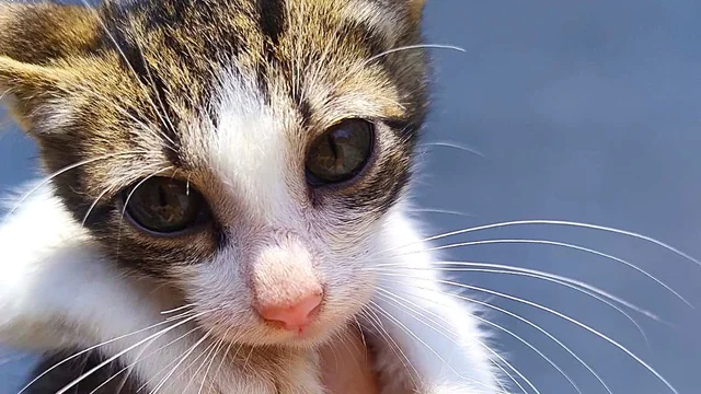 Sábado (25) é dia de feira de adoção de bichinhos