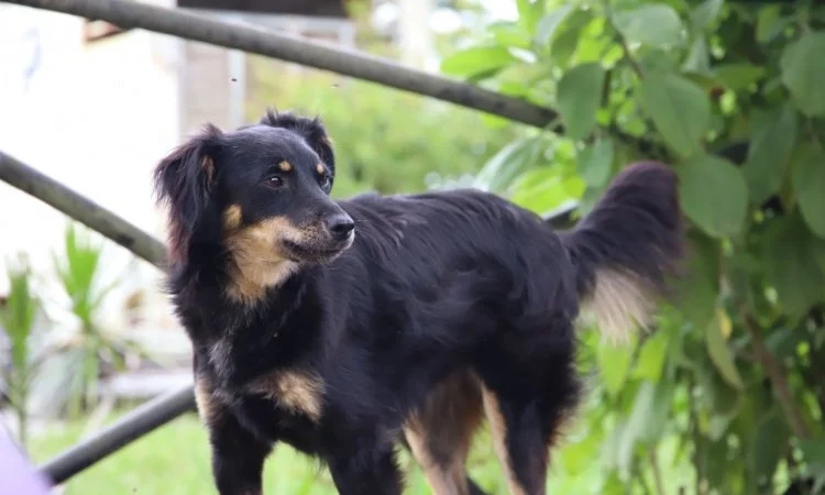 SEMMA com mais de 170 animais para adoção