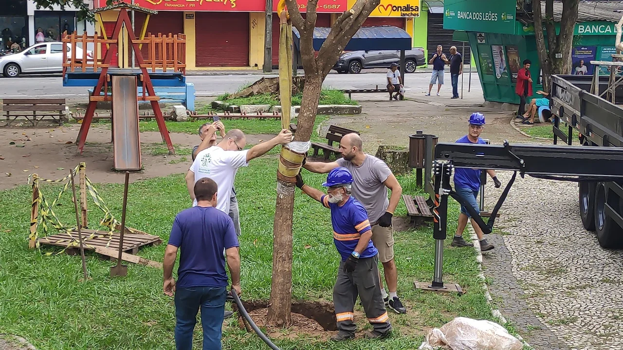 Árvores nativas adultas são plantadas em praças da cidade