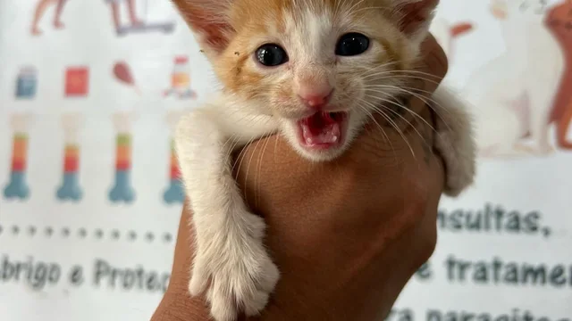 Feira de Adoção possibilita que 22 animais ganhem um novo lar 