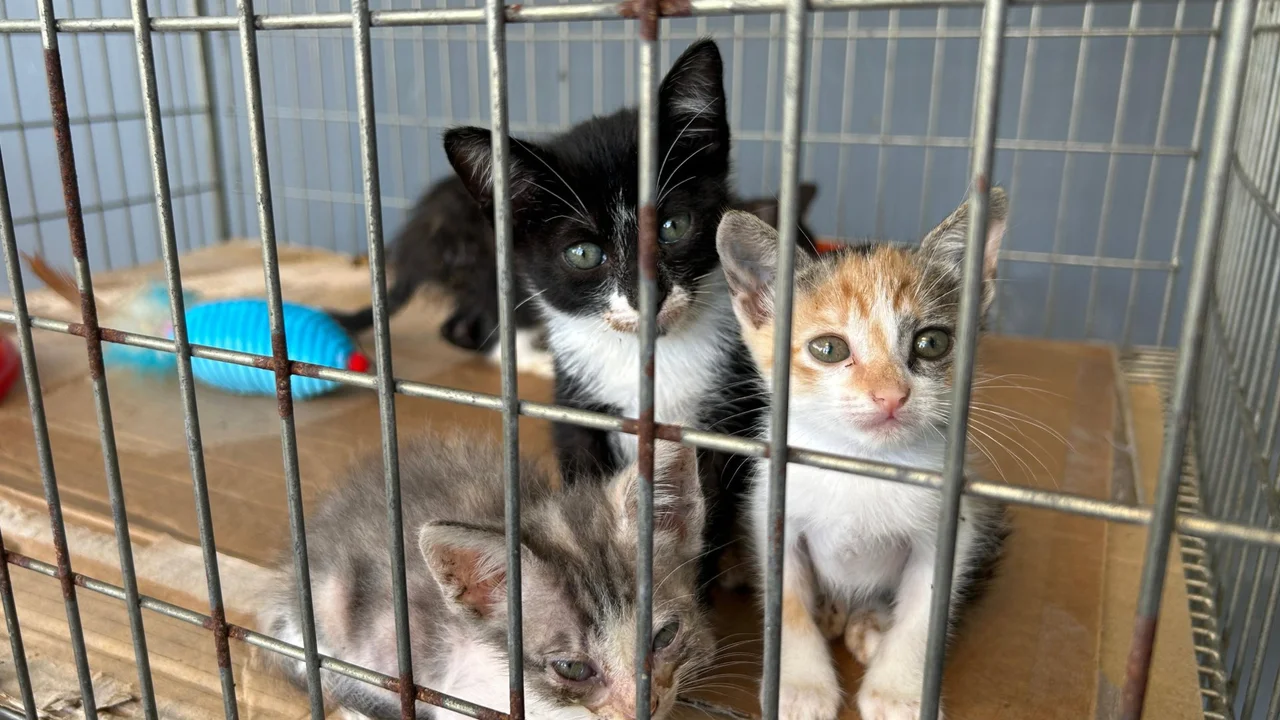 Feira de Adoção de Animais acontece neste sábado (7)