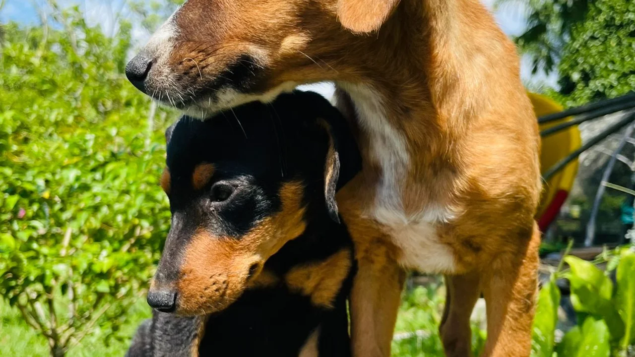 Feira de adoção de animais acontece dia 19