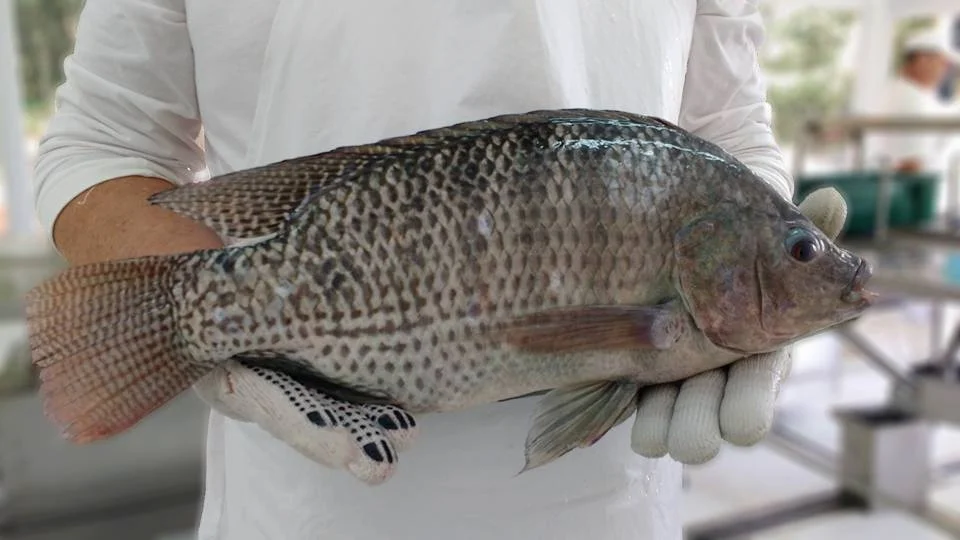 25° Feira de Peixes de Cultivo acontece no Aeroparque