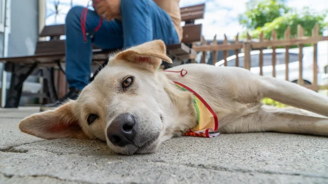 Feira de Adoção chega à 14.ª edição e reforça compromisso com o bem-estar animal em Paranaguá