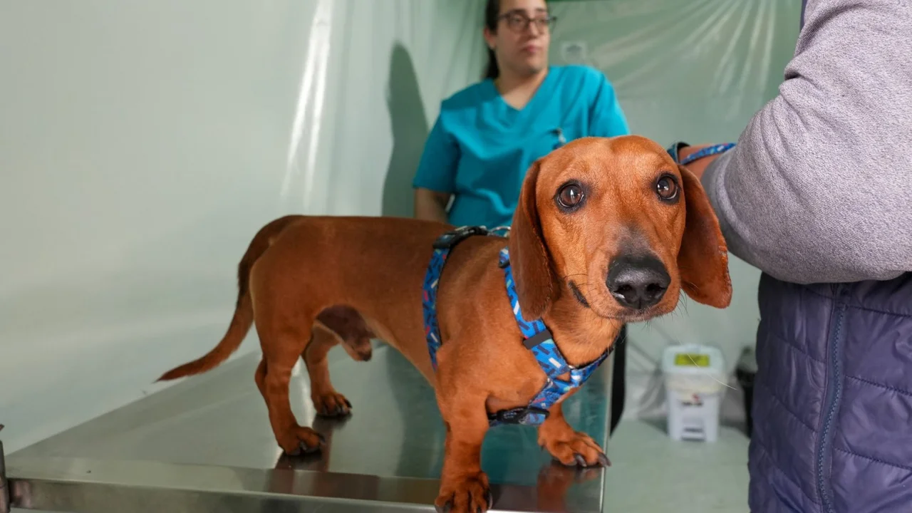 VetMóvel Paraná oferece cuidados gratuitos para cães e gatos em Paranaguá até sábado