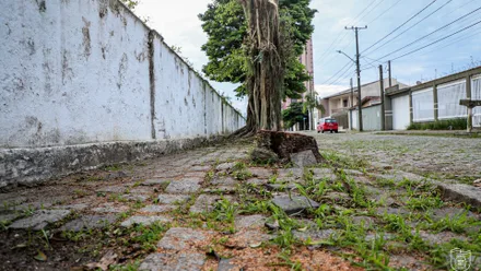 Árvores exóticas serão substituídas por espécies nativas