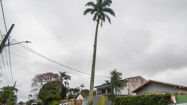 Prefeitura de Paranaguá realiza corte emergencial de palmeira imperial na Rua Alípio dos Santos