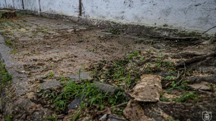 Suas raízes se expandem também na horizontal causando a destruição de passeios, meio fio, calçadas e muros