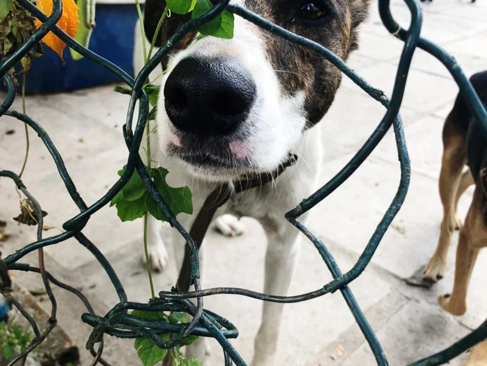 Meio Ambiente prepara dia especial para adoção de animais resgatados