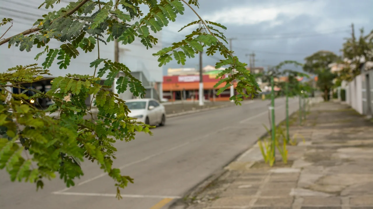 Secretaria de Meio Ambiente plantou 100 novas árvores em bairro de Paranaguá