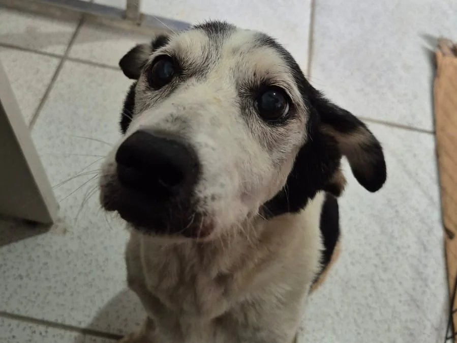 Tutu inspira adoção responsável em feira com 280 animais em Paranaguá