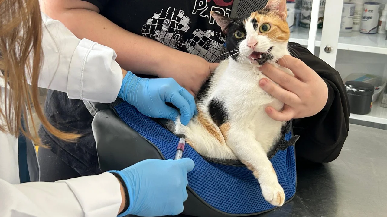 Prefeitura de Paranaguá promove nova Feira de Adoção de cães e gatos