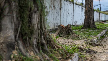 Suas raízes se expandem também na horizontal causando a destruição de passeios, meio fio, calçadas e muros