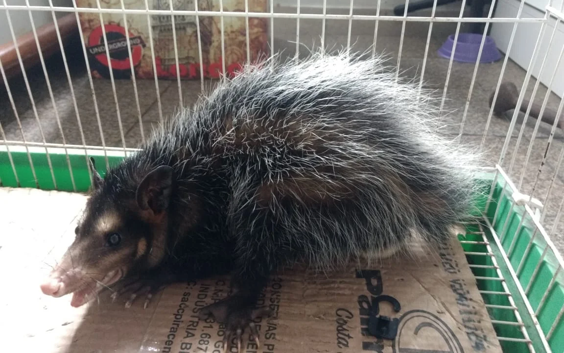 Gambá é resgatado no Centro de Paranaguá