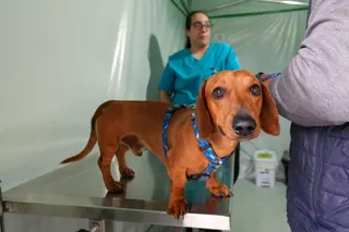 VetMóvel Paraná oferece cuidados gratuitos para cães e gatos em Paranaguá até sábado