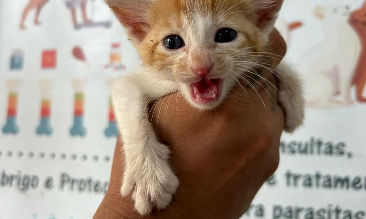 Feira de Adoção possibilita que 22 animais ganhem um novo lar