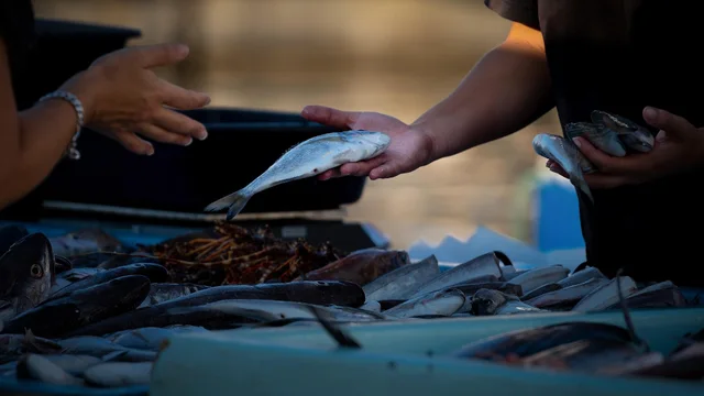Feira do Peixe de Cultivo acontecerá nos dias 4 e 5 de setembro em Paranaguá