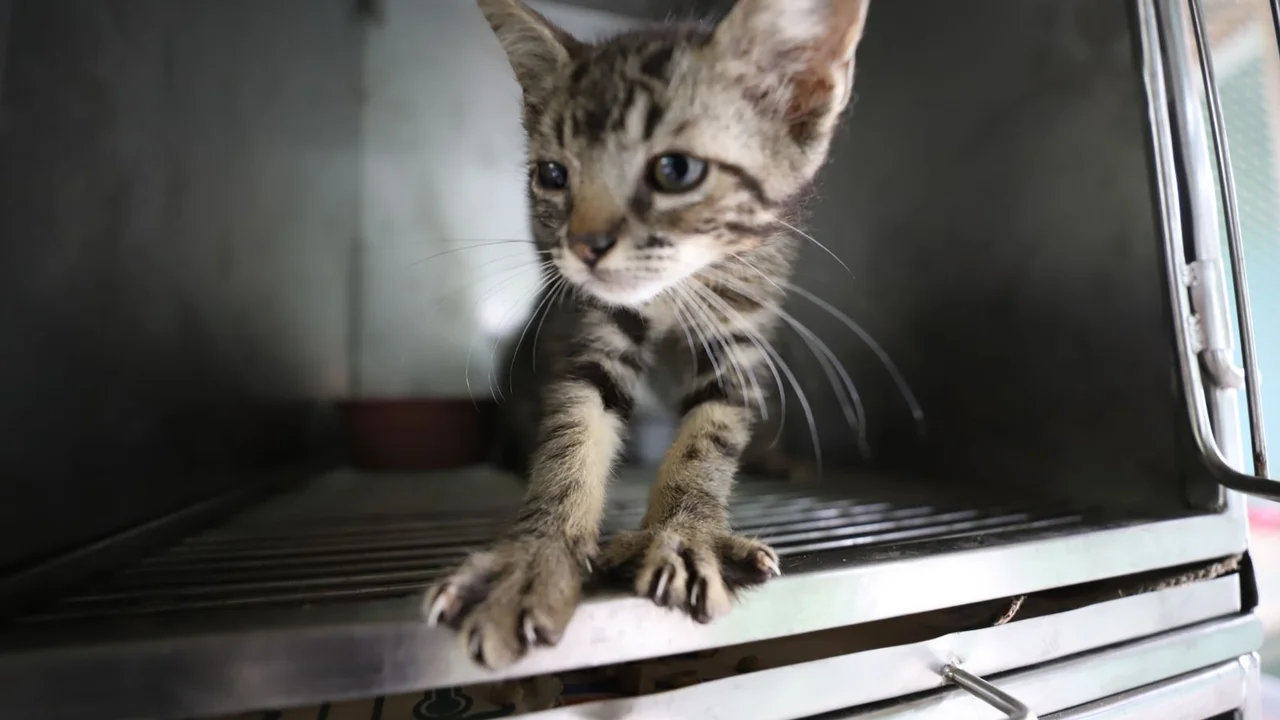 Feira de Adoção de Animais acontece neste sábado, 10, em Paranaguá
