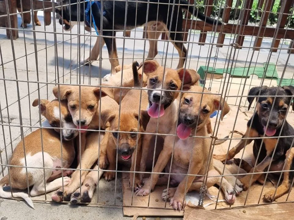 Prefeitura promove Feira de Adoção de Animais com temática natalina e reforça combate ao abandono
