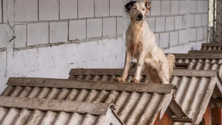 Imagem da galeria da noticia