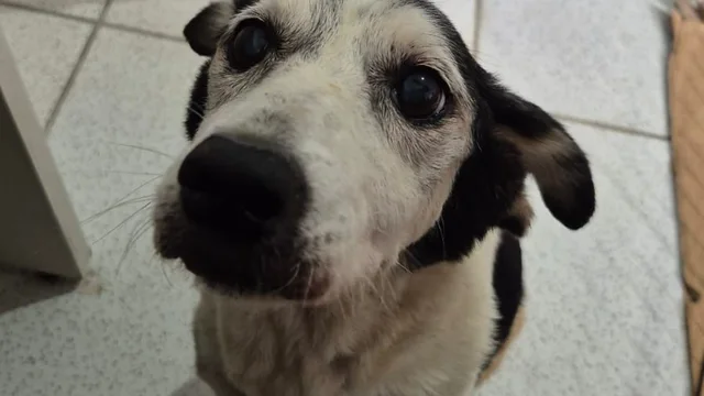 Tutu inspira adoção responsável em feira com 280 animais em Paranaguá