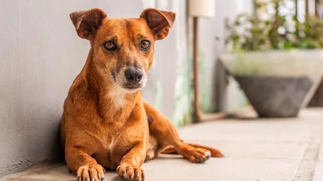 Cãozinho Uber espera por um novo lar na Feira de Adoção deste sábado (28)