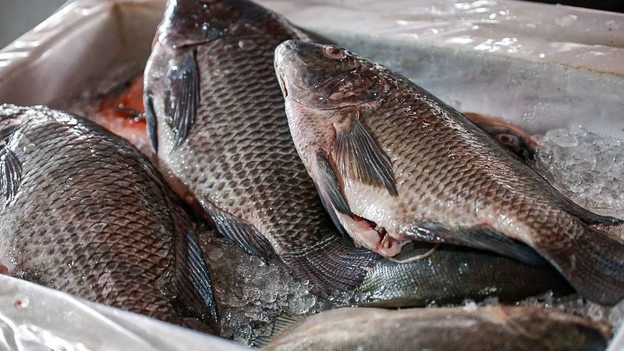 28ª edição da Feira de Peixes de Cultivo acontece no Aeroparque