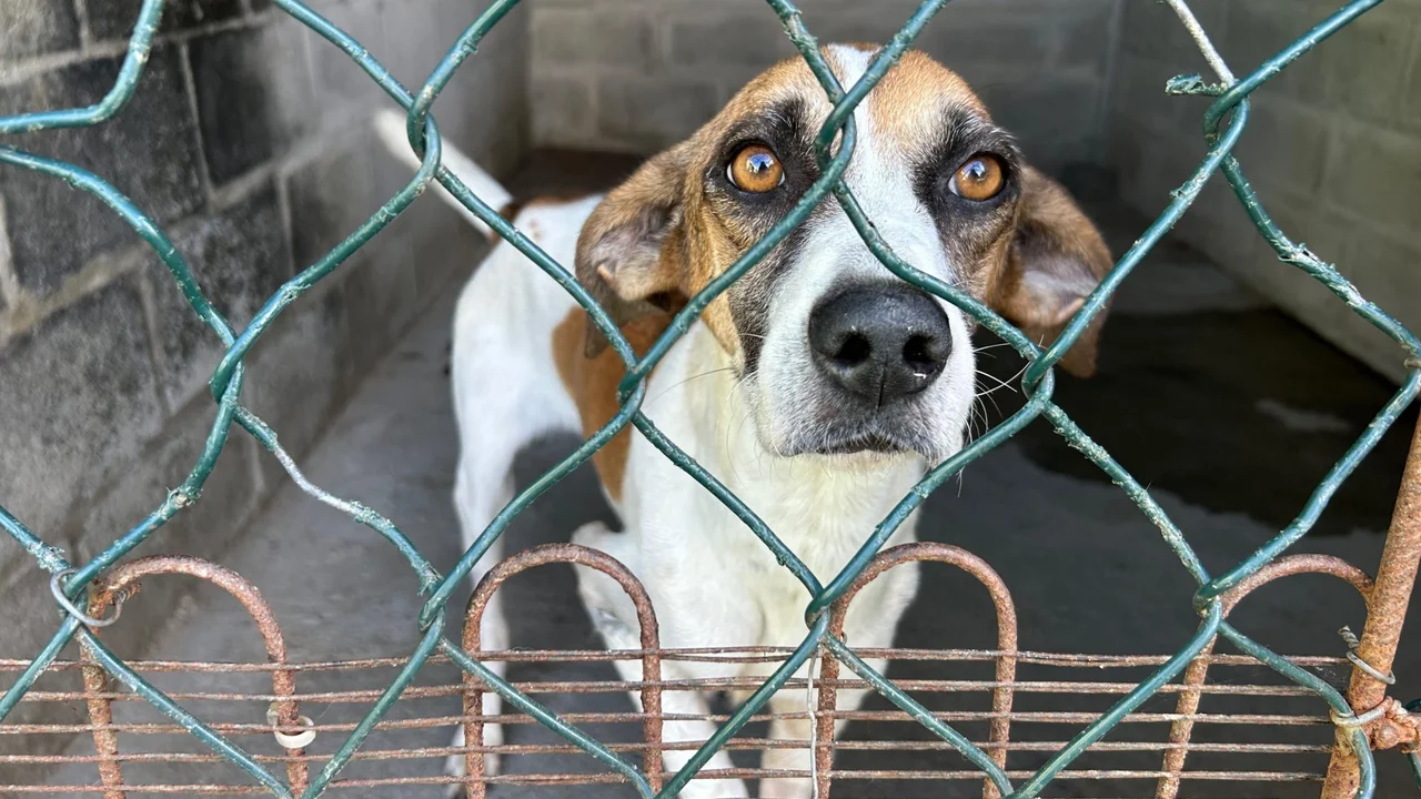 20 animais ganharam um novo lar durante a feira de adoção da Prefeitura de Paranaguá