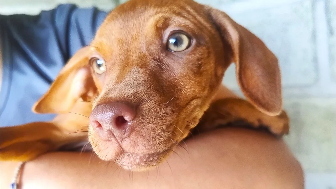 Chega de abandono, adote um bichinho