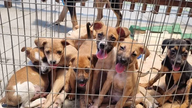 Abandono de animais aumenta no verão e Prefeitura reforça ações de combate em Paranaguá