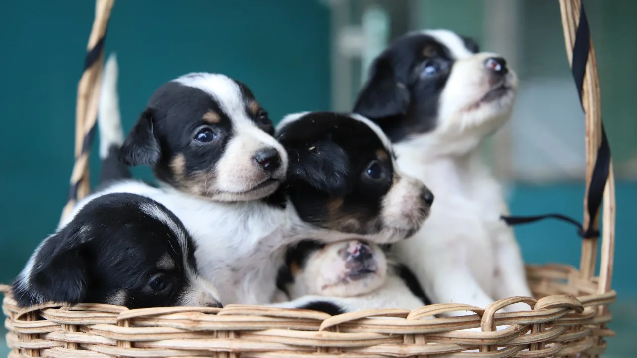 Feira de adoção de gatos e cachorros está programada para o dia 19 de fevereiro