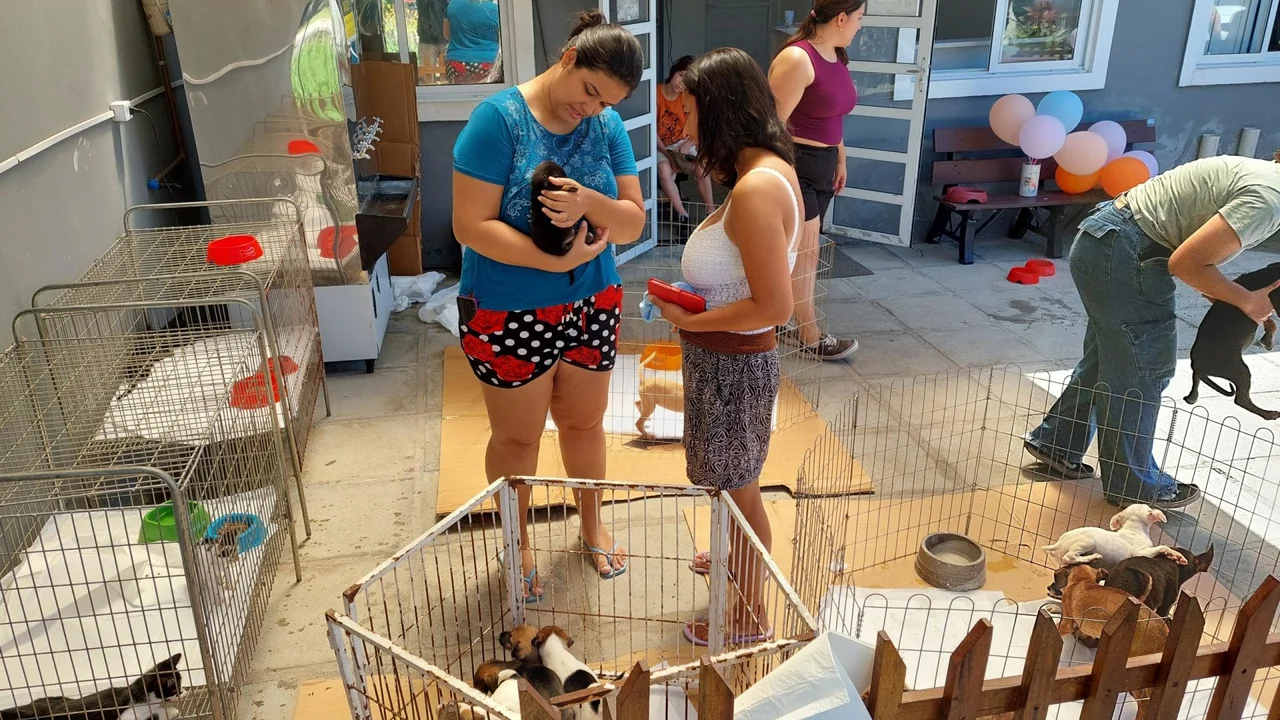 Paranaguá intensifica políticas para a causa animal com avanços estruturais e aumento de atendimentos